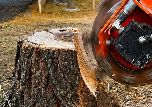 Chainsaw cutting into a tree stump outdoors, with wood chips and orange saw guard visible