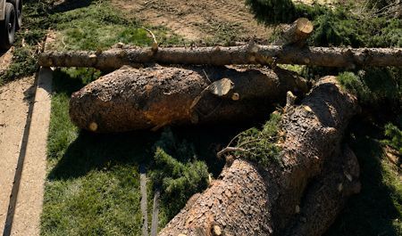 Large rocks and logs forming a barrier over green grass in a zoo-like enclosure