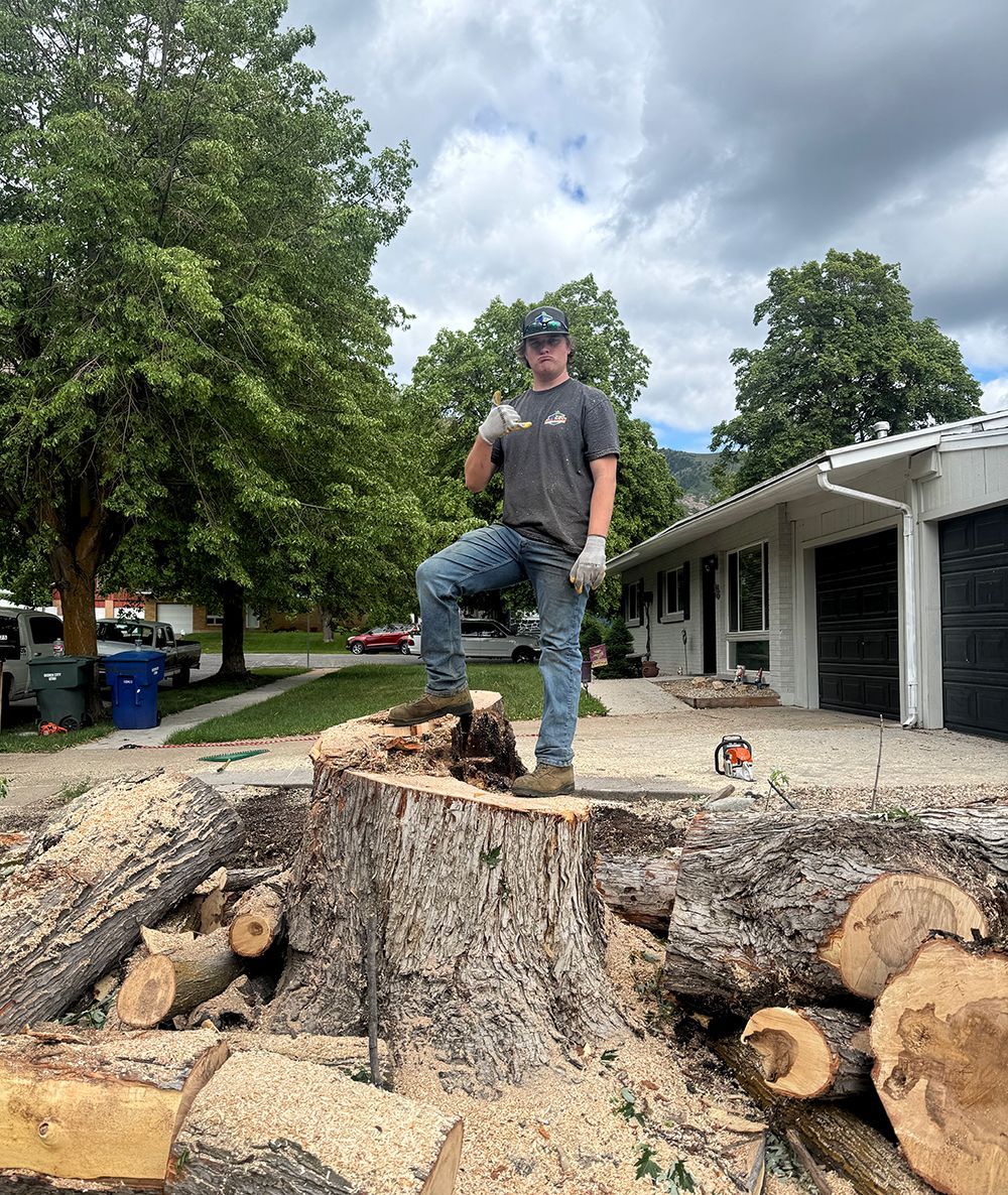Person standing on a large tree stump in a yard, with cut logs and a house in the background