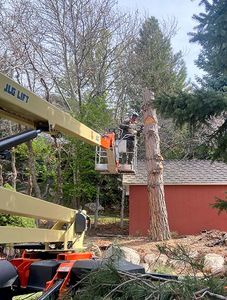 Overhead view of workers clearing a fallen tree and branches in a yard beside a white wall and parked vehicles