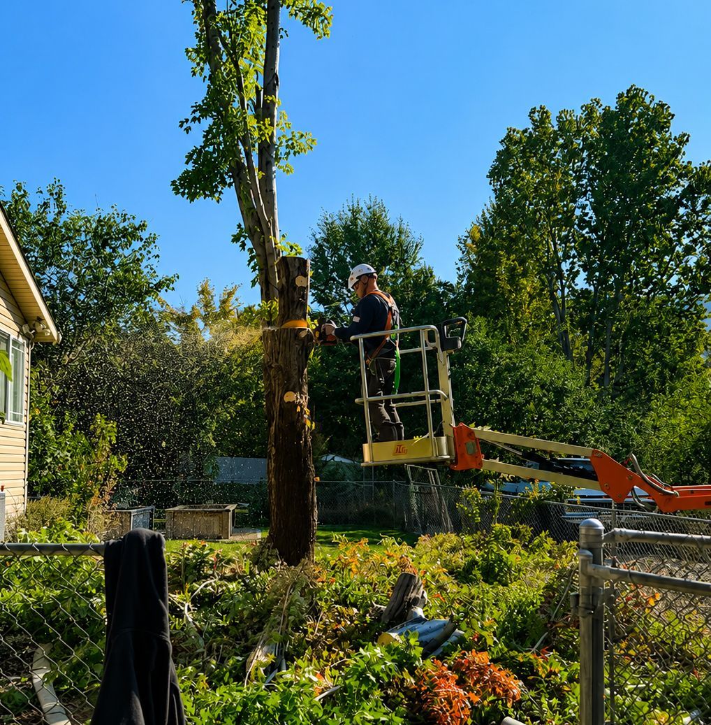 Worker in a lift pruning a tall tree in a sunny garden with blue sky.