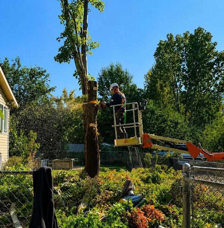 Worker in a lift pruning a tall tree in a sunny garden with blue sky.