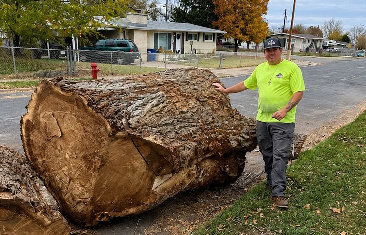 Man in neon shirt and hat stands beside a huge fallen tree trunk by the roadside.