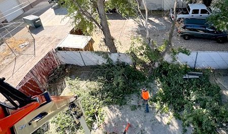 Overhead view of workers clearing a fallen tree and branches in a yard beside a white wall and parked vehicles