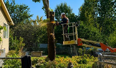 Worker on a cherry picker trimming a tall tree in a sunny backyard garden