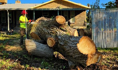 Worker in neon vest and red helmet stands beside a large fallen tree trunk outside a house.