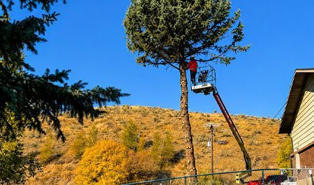Worker in a cherry picker trimming a tall tree beside a house on a sunny hillside.