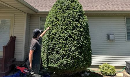 Person trimming a tall evergreen shrub beside a house with a hedge trimmer