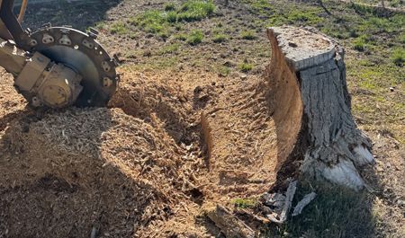 Backhoe digs a trench beside a large tree stump on dry dirt and grass