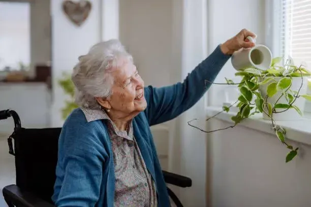 An elderly woman in a wheelchair is watering a potted plant.