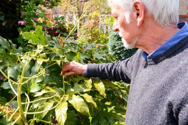 An older man is looking at a plant in a garden.
