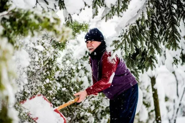 A man is shoveling snow from a tree with a shovel.