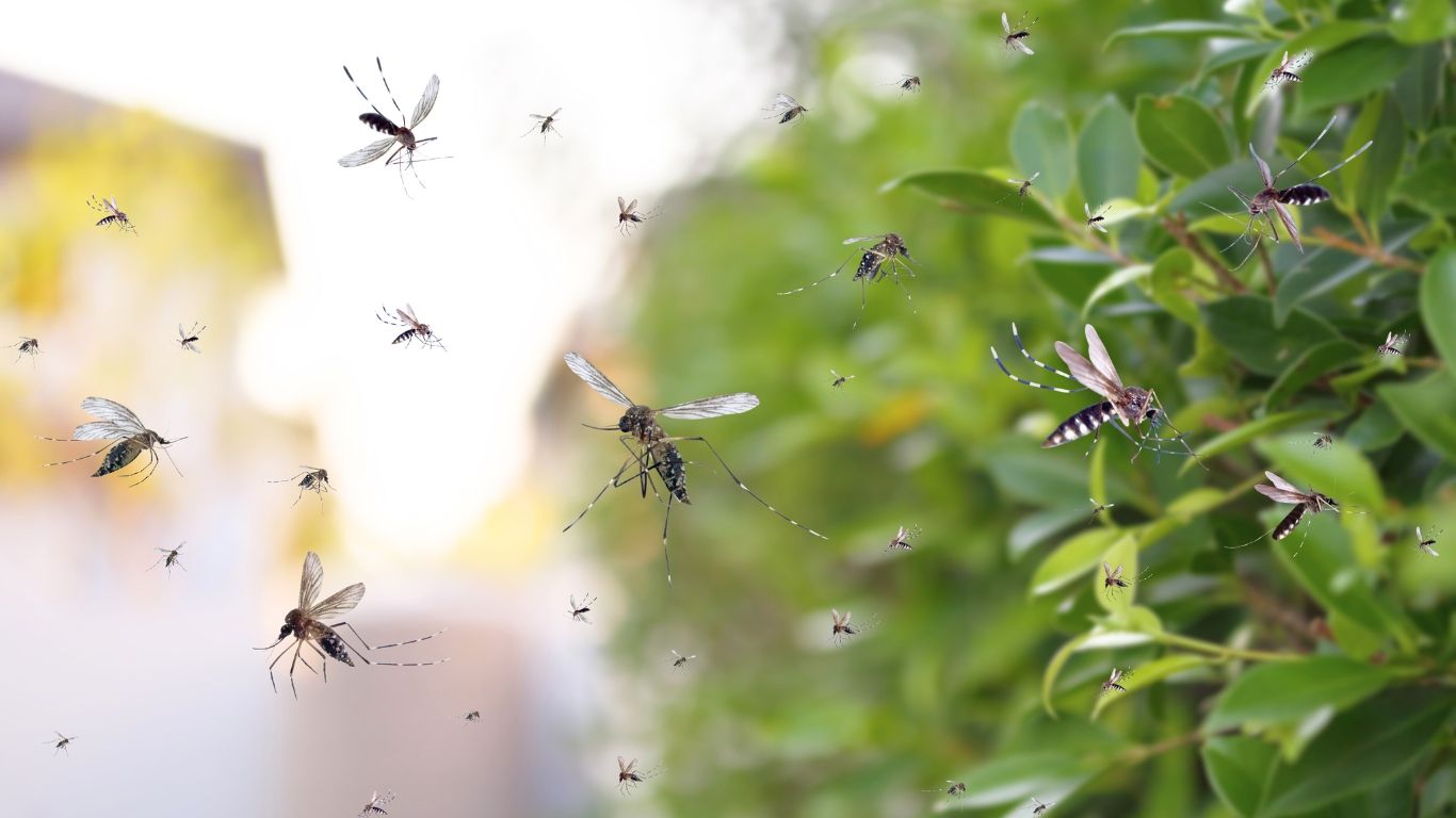 Mosquito & Tick Control