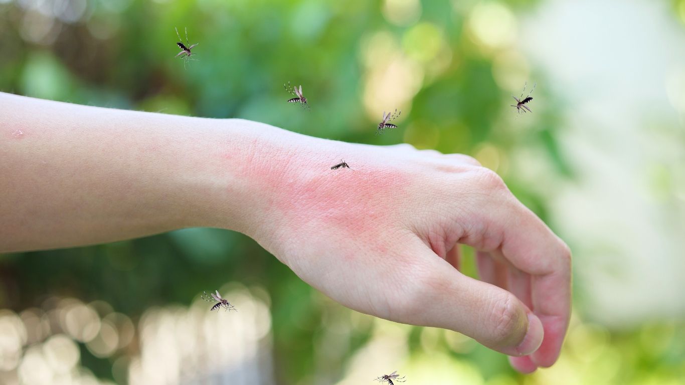 Pestify Pest Control Mosquito Control