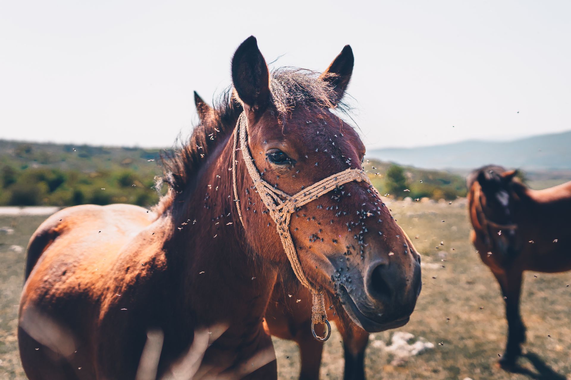 Battling the Bite: Understanding and Managing Horse Fly Infestations Battling the Bite: Understanding and Managing Horse Fly Infestations