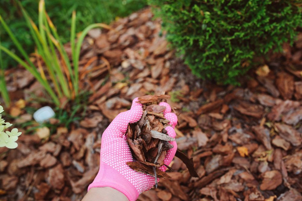 A Person Wearing A Pink Glove Is Holding A Pile Of Mulch — Roots, Shoots & Leaves Garden Maintenance In East Corrimal, NSW