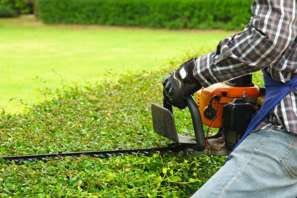 A Man Is Cutting A Hedge With A Chainsaw — Roots, Shoots & Leaves Garden Maintenance In East Corrimal, NSW