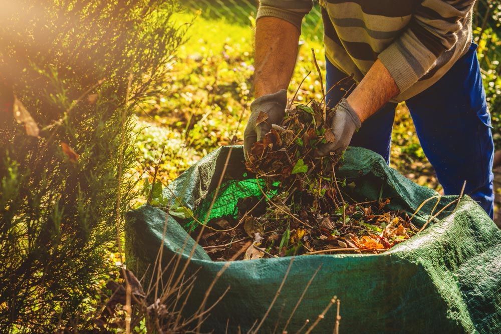A Man Is Gathering Leaves In A Green Bag — Roots, Shoots & Leaves Garden Maintenance In East Corrimal, NSW