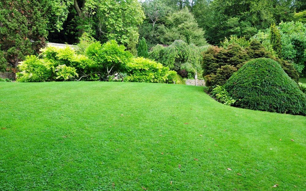 A Lush Green Lawn Surrounded By Trees And Bushes In A Garden — Roots, Shoots & Leaves Garden Maintenance In East Corrimal, NSW