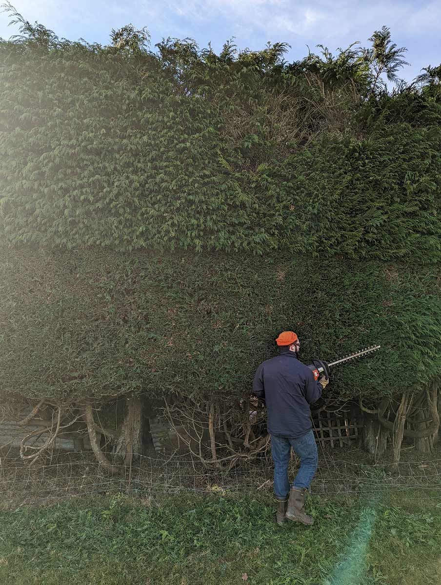 A Man Is Cutting A Hedge With A Hedge Trimmer — Roots, Shoots & Leaves Garden Maintenance In East Corrimal, NSW