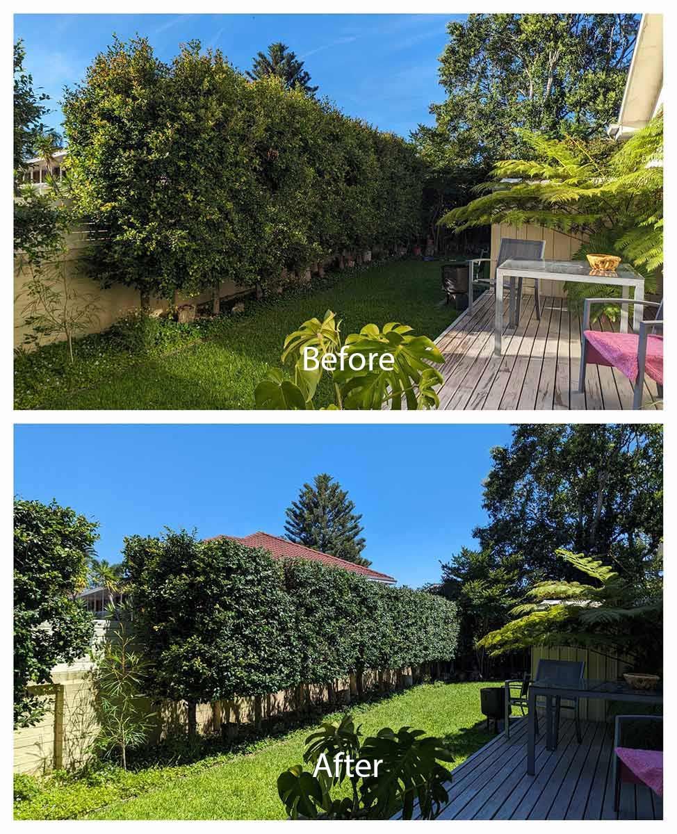 A Before And After Photo Of A Garden With A Hedge And A Deck — Roots, Shoots & Leaves Garden Maintenance In East Corrimal, NSW