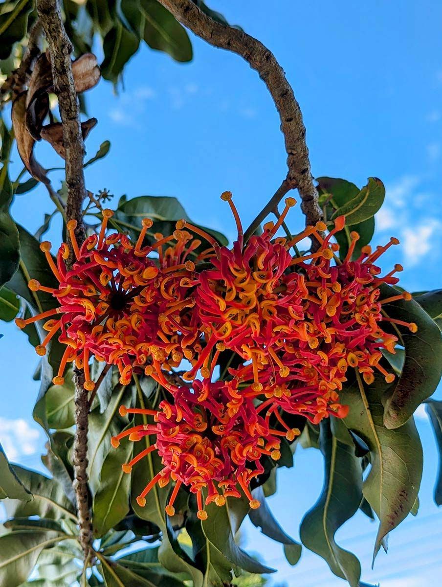 A Tree With Red And Orange Flowers Against A Blue Sky — Roots, Shoots & Leaves Garden Maintenance In East Corrimal, NSW