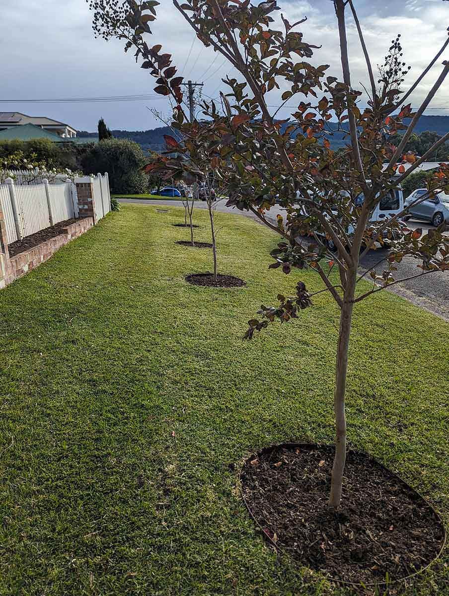 A Row Of Trees Sitting On Top Of A Lush Green Lawn — Roots, Shoots & Leaves Garden Maintenance In East Corrimal, NSW
