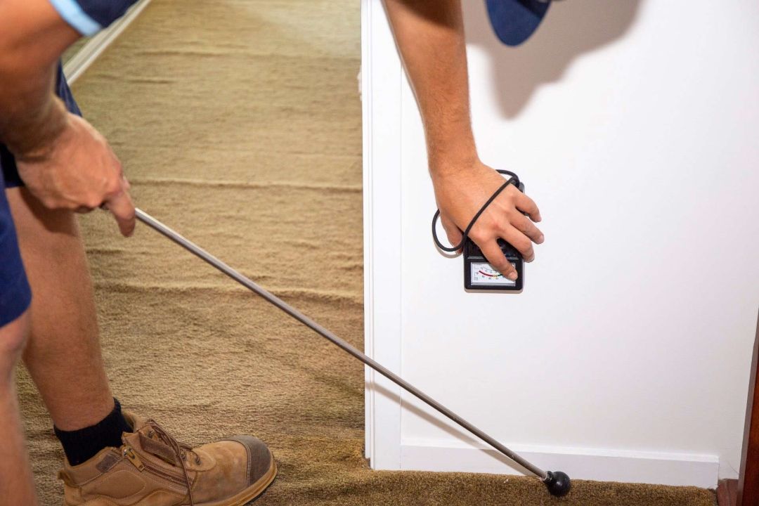 A Person is Using a Moisture Meter on the Wall to Detect Termites — Troy's Pest Control in Bangalow, NSW