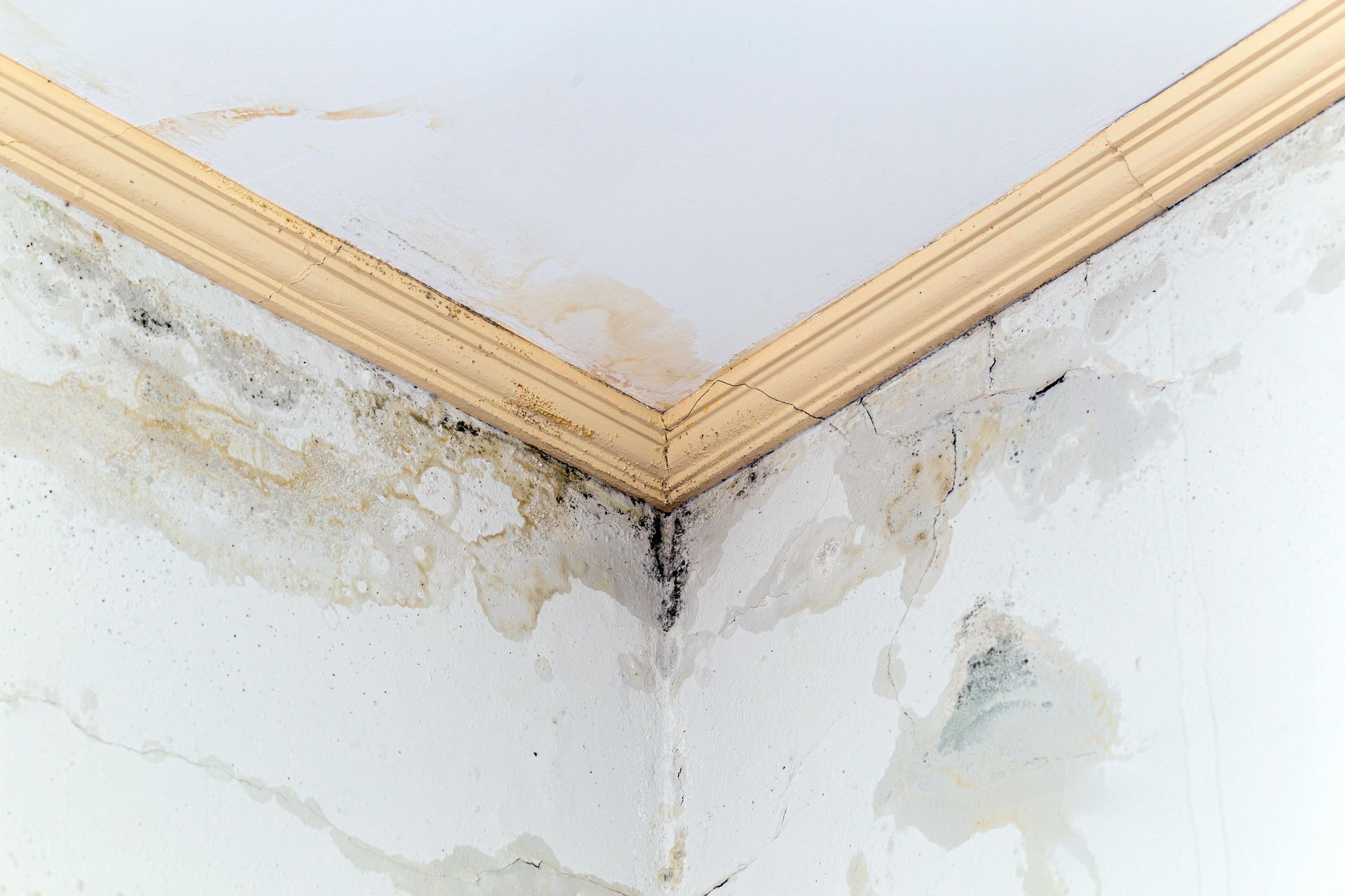Stains and dark mold growth on white interior walls and ceiling in a corner, indicating water damage.