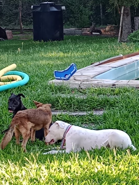 Tres perros, uno negro, uno marrón claro y uno blanco, descansan sobre un césped junto a una piscina.