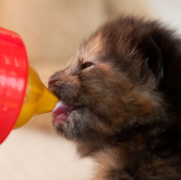 A tiny kitten with brown and black fur drinks from a yellow bottle with a red top.