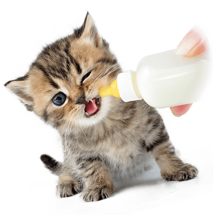 Kitten being bottle-fed, with open mouth, winking, and hand holding the bottle.