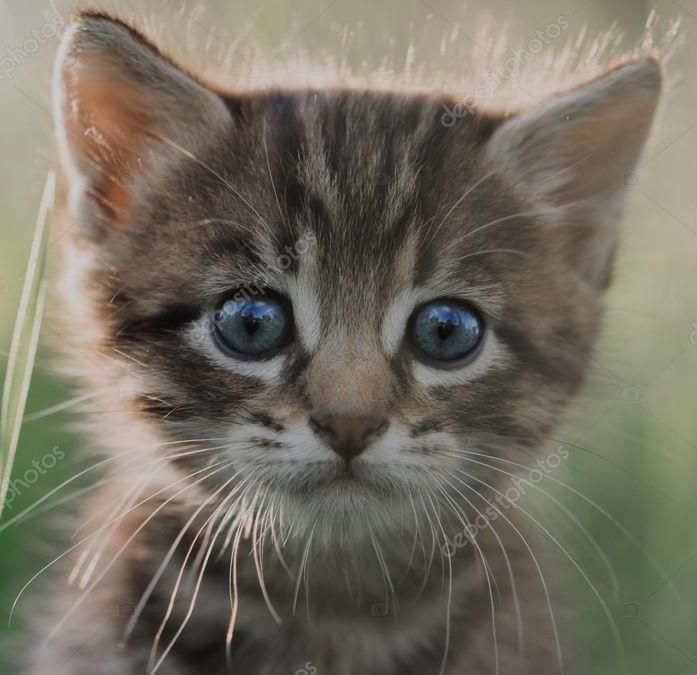 Close-up of a tabby kitten with blue eyes.