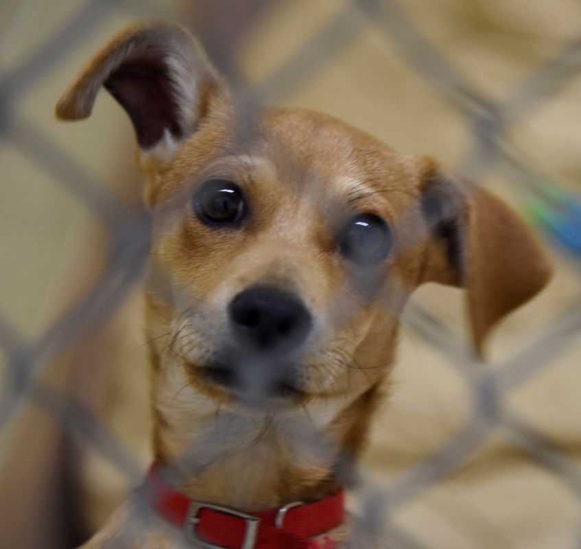 Dog & Puppy Fostering