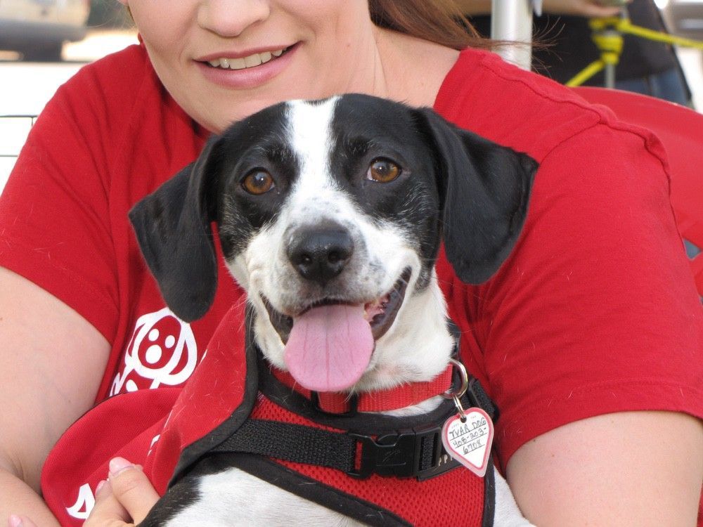 Dog with black and white fur, wearing a red harness, being held by a woman in a red shirt.