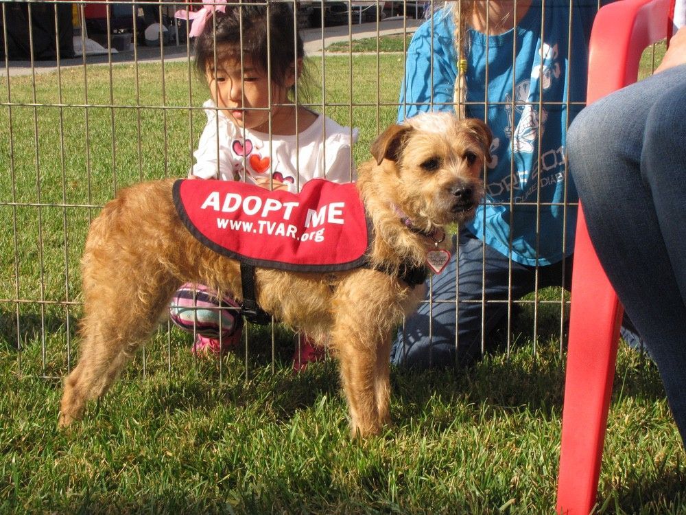 Dog wearing 