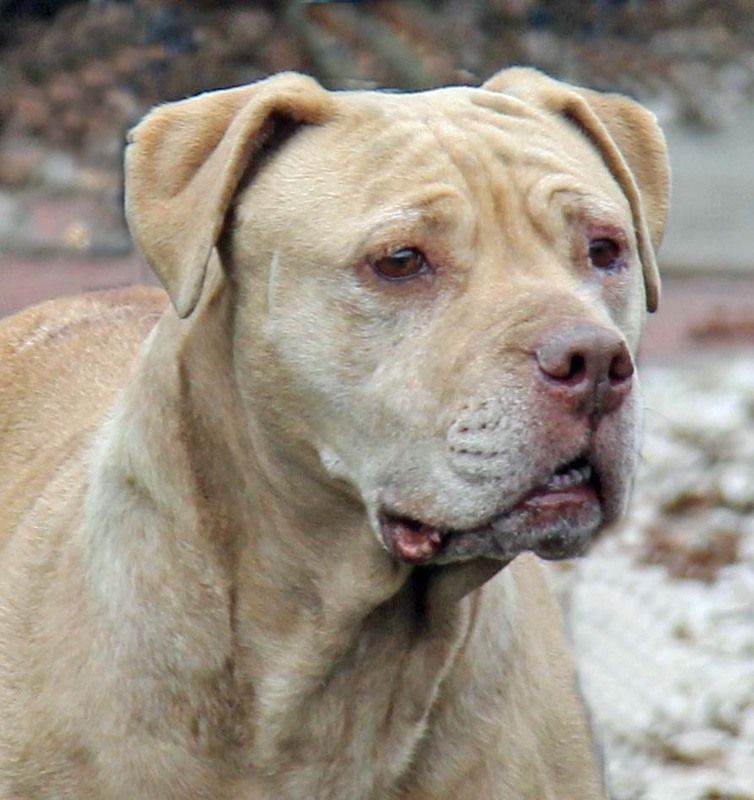 Tan-colored dog with a wrinkled face looking slightly to the side. Outdoors, light background.