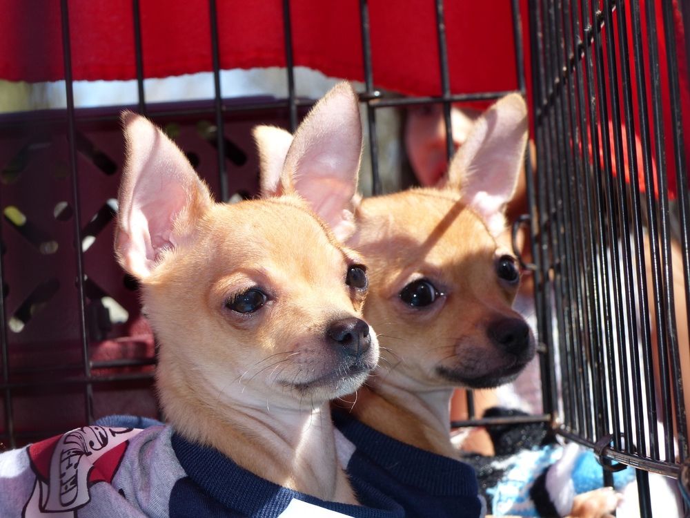 Two tan Chihuahuas in a cage, wearing sweaters, looking towards the viewer.