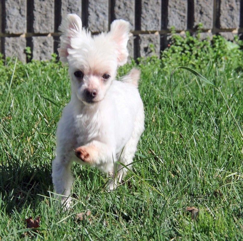 White dog with fluffy fur running in grass. Brick wall in the background.