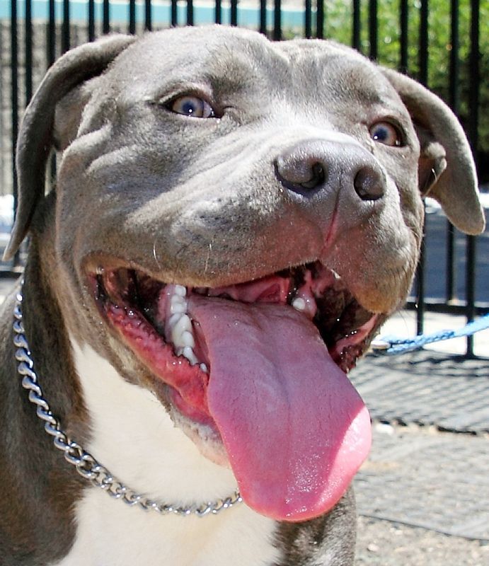Smiling gray pit bull with pink tongue hanging out. White chest, silver chain collar.