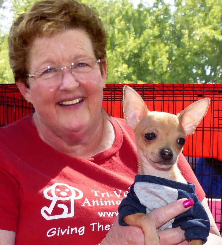 Woman with glasses holding a small chihuahua wearing a blue and gray shirt; Tri-Valley Animal Rescue logo on red shirt.
