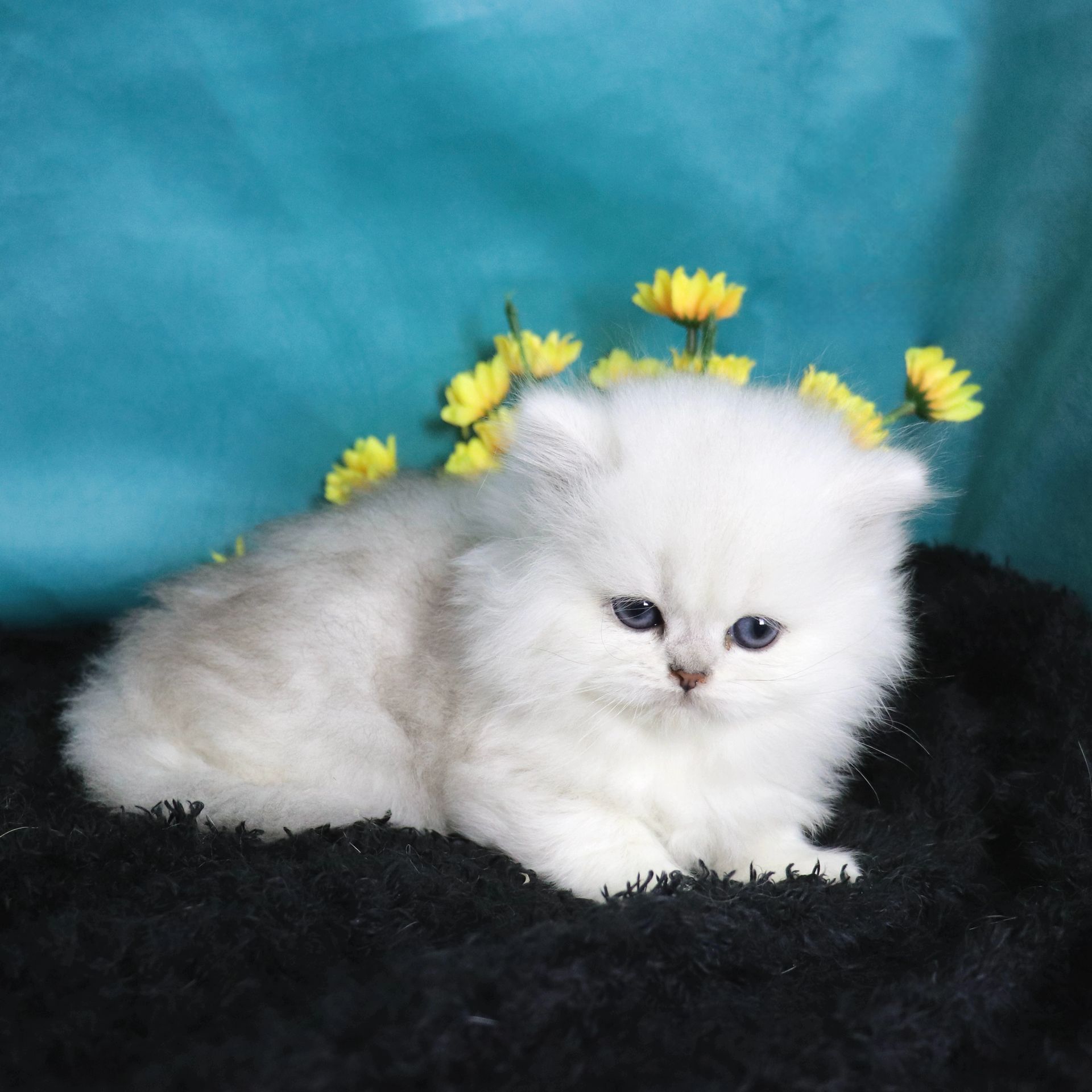 british longhair black silver shaded