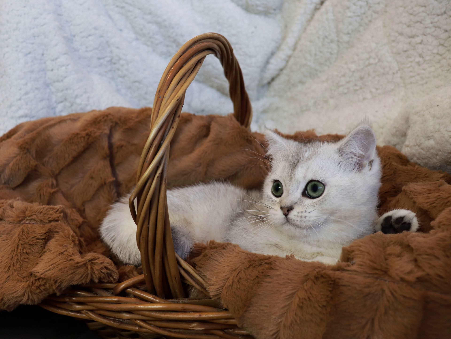 british shorthair black silver shaded