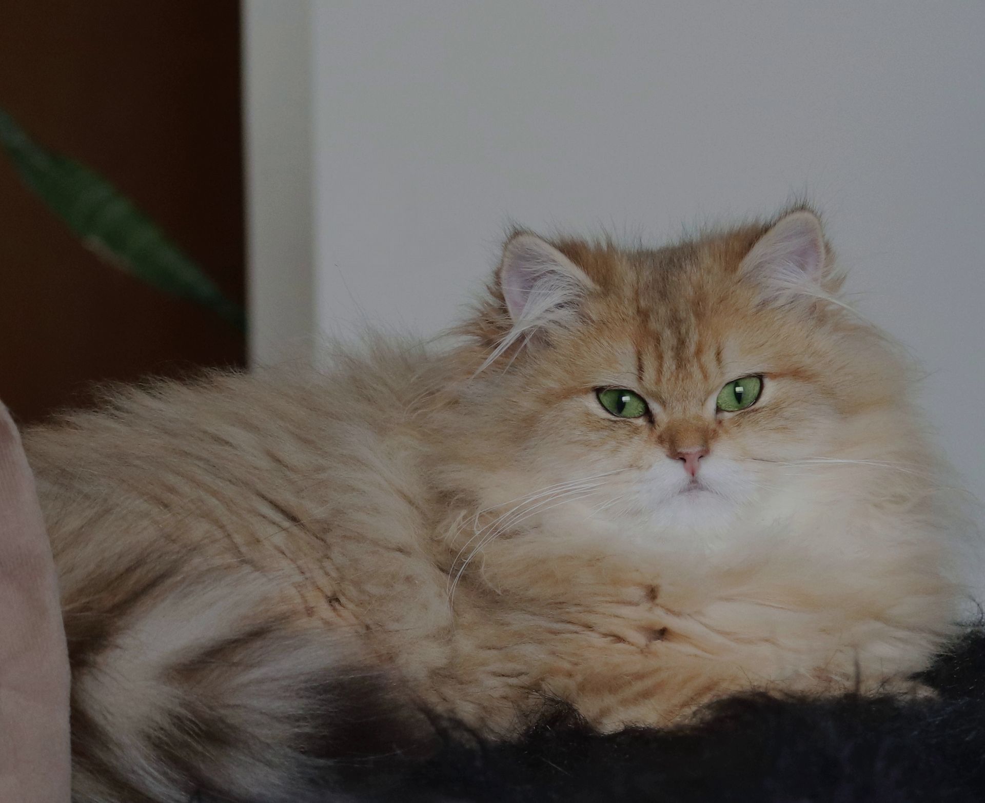 british longhair black golden shaded