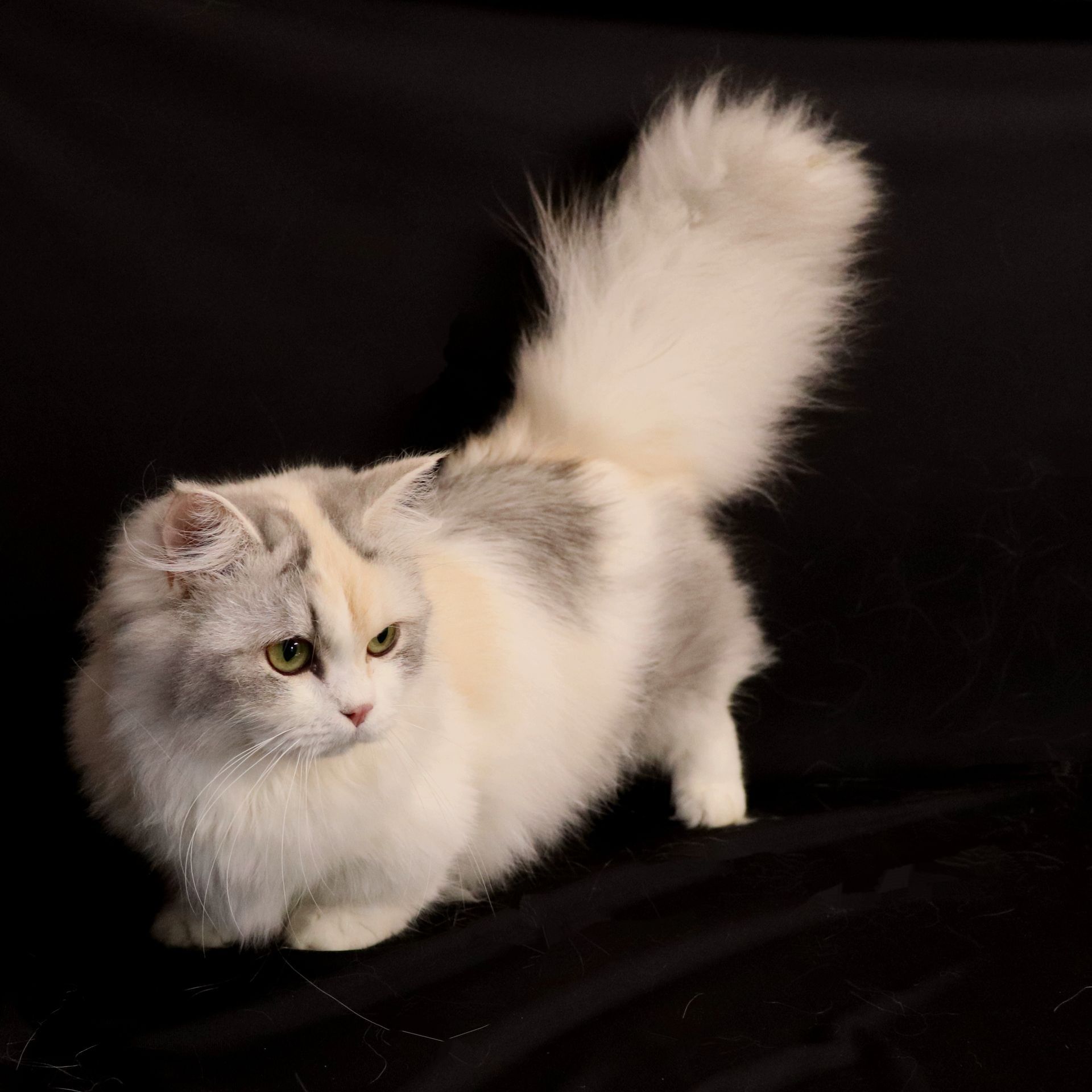 Gato Minuet Raça anã hibrida do munchkin com persa. patinha curta