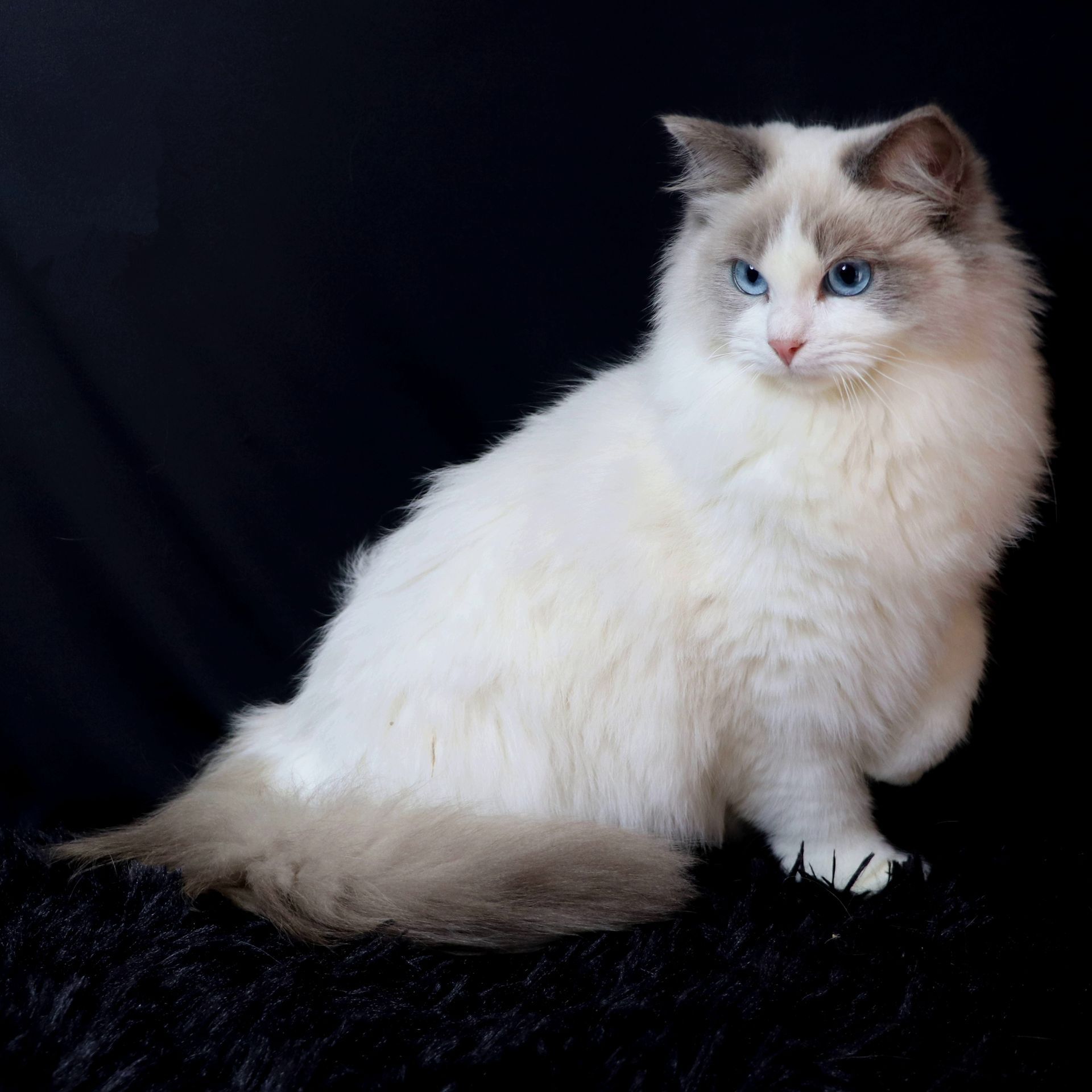 ragdoll bicolor blue