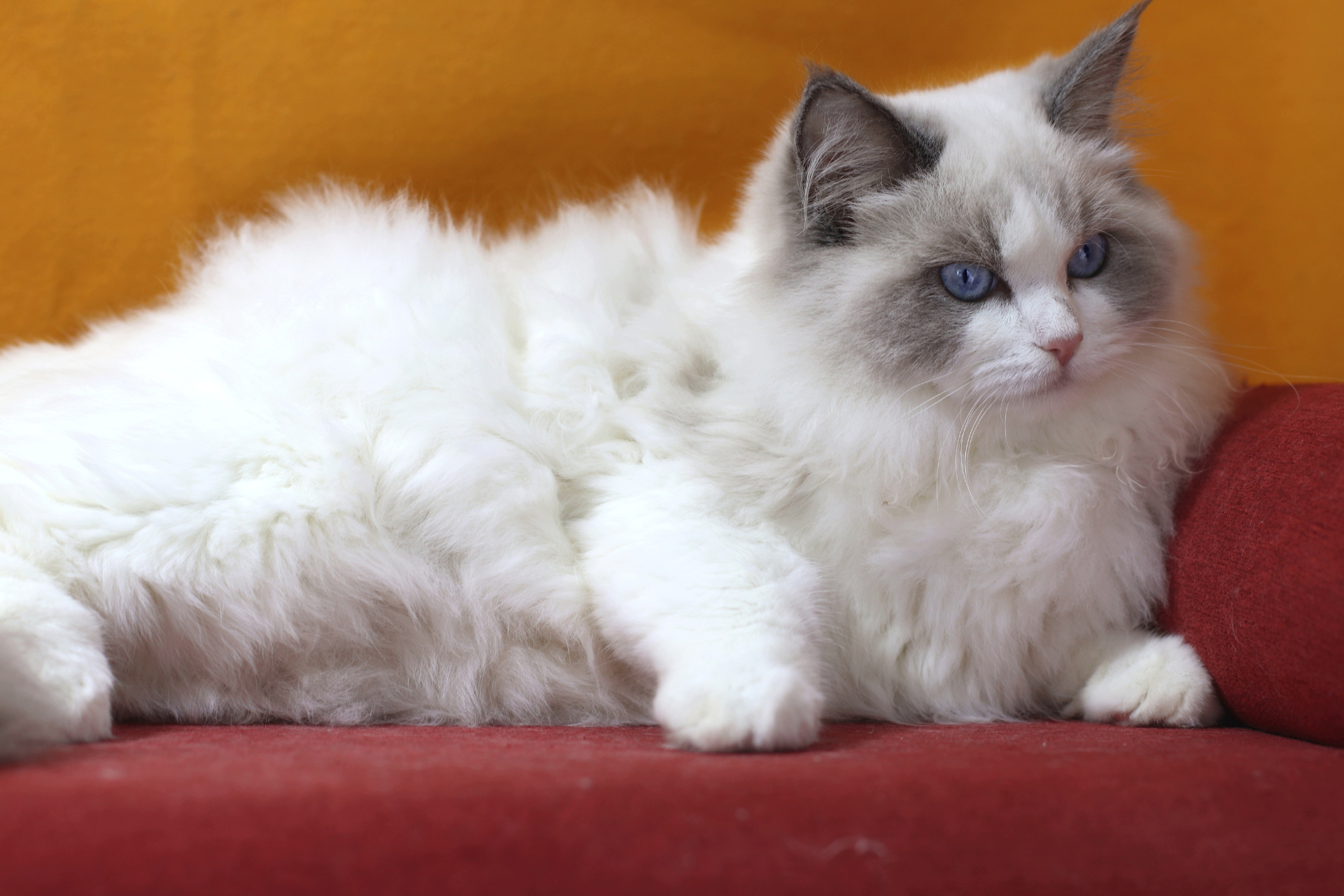 ragdoll bicolor blue
