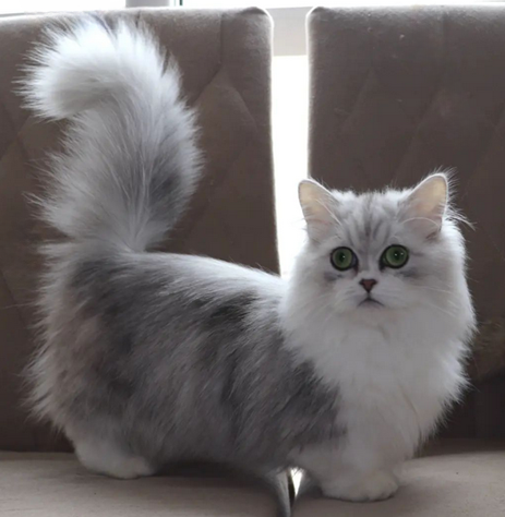 Gato Minuet Raça anã hibrida do munchkin com persa. patinha curta
