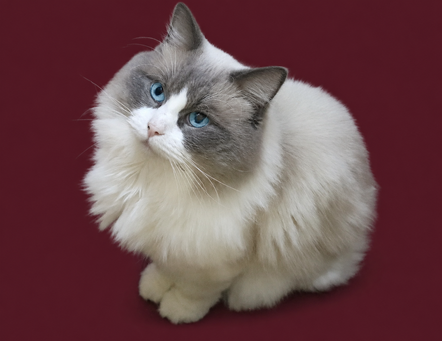 ragdoll bicolor blue