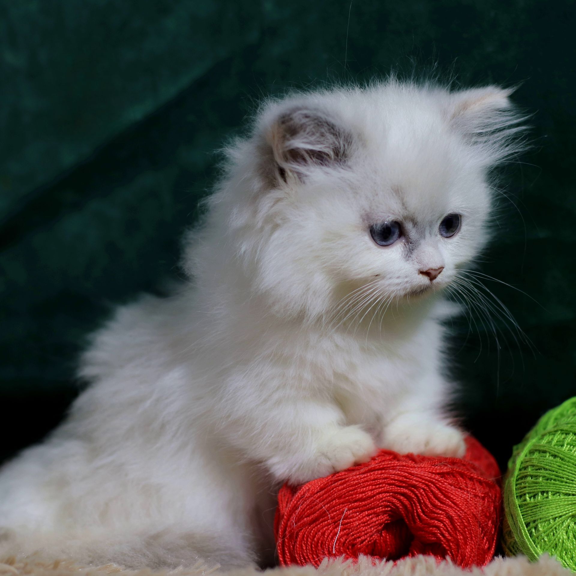 Gato Minuet Raça anã hibrida do munchkin com persa. patinha curta